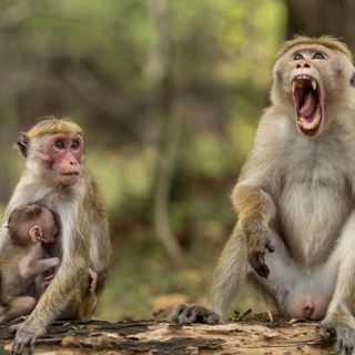 Frediani-Giacosa (M5S): &quot;Sospendere la sperimentazione su 6 macachi, questa è preistoria&quot;
