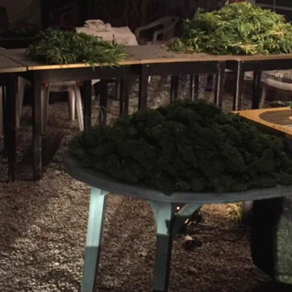 Blitz dei carabinieri nel &quot;maneggio della droga&quot;: sequestrati 40 chili di marijuana [VIDEO]