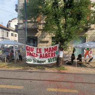 Corso Belgio, il Comitato Salviamo gli Alberi: "Le motoseghe comunali scortate ancora una volta dalle forze dell'ordine"