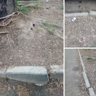 Via delle Primule, il viale alberato è in pessime condizioni. “Serve un intervento urgente”