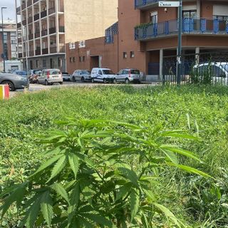Torino, nel giardino pubblico cresce la marijuana. FdI: &quot;È questa la biodiversità che vuole l'Amministrazione?&quot;