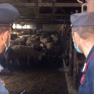 Festa del Sacrificio: sequestrato un mattatoio clandestino a Mappano, 26 persone denunciate