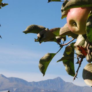 Sos frutta, blitz degli agricoltori in piazza: appuntamento martedì 22 novembre in piazza Castello