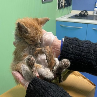 Uno dei gattini soccorsi