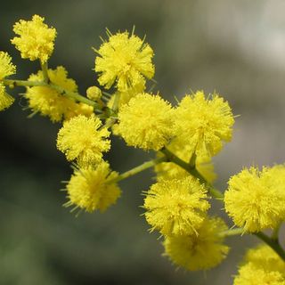 mimosa