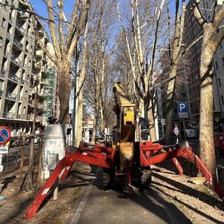 Potati i platani di corso Montegrappa: “Tre verranno abbattuti a causa di un fungo”