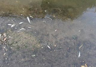 moria di pesci a leinì