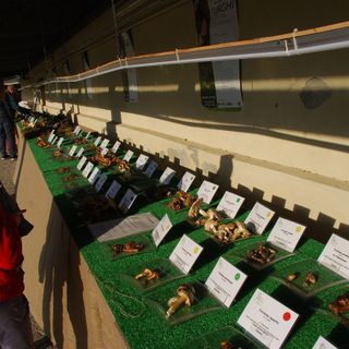 I segreti dei funghi nei corsi organizzati dal gruppo micologico torinese