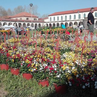 Alla Certosa Reale di Collegno, torna la kermesse &quot;Follia in fiore&quot;