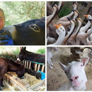 L’appello disperato di Cinzia Ferrara: “Se entro il 31 marzo non troverò una sistemazione, i miei 90 animali sono a rischio abbattimento”