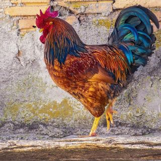 Pozzo Strada, il canto del gallo regala poesia a un angolo di Torino [VIDEO]