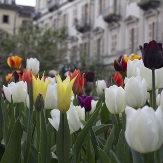 messer tulipano - foto di archivio