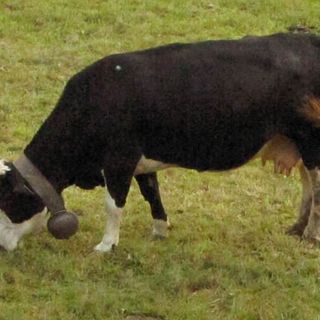 Nichelino, mucca si allontana dalla sua mandria e arriva a brucare fino alla zona industriale