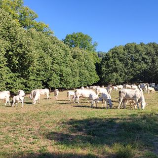 mucche al pascolo