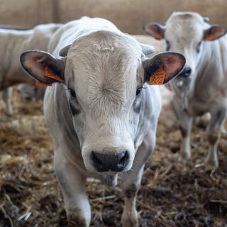 Allevamento di bovini