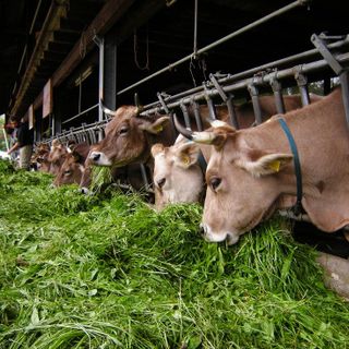 La qualità dell'aria finisce in vacca? Coldiretti: &quot;L'inquinamento arriva da altro&quot;