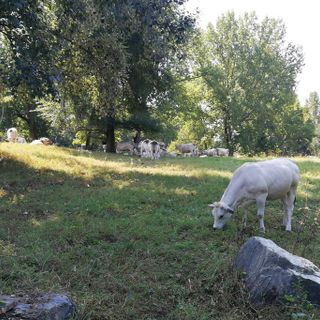 Torino, mucche in città: al Meisino sono 55 per “tagliare l’erba” (FOTO)