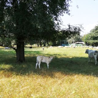 Titolari di una azienda di allevamento del torinese assolti dall'accusa di aver somministrato steroidi agli animali