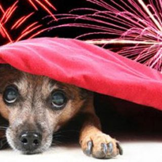 San Giovanni, gli animalisti ringhiano contro la giunta Appendino