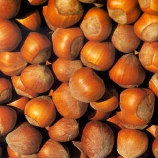 Nocciole, il primo prezzo non accontenta gli agricoltori