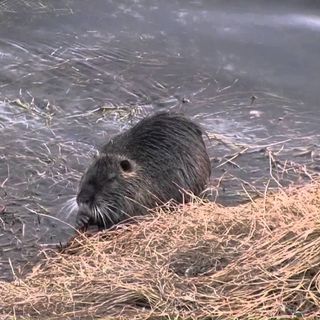 Piano contenimento nutrie, Unia: &quot;A Torino nessun abbattimento cruento&quot;