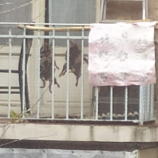 Nutrie appese su un balcone in Lungo Dora