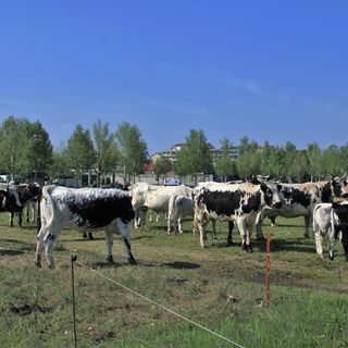 Orti didattici e pastori nel nuovo Parco Piemonte: a Mirafiori l'agricoltura di domani [FOTO]