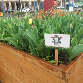 I bimbi del Regina Margherita tra i tulipani di Pralormo: torna Or-TO a Nizza Millefonti