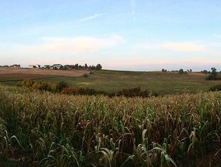 Ostenga Organics, il mais bianco autoctono coltivato sulle colline torinesi
