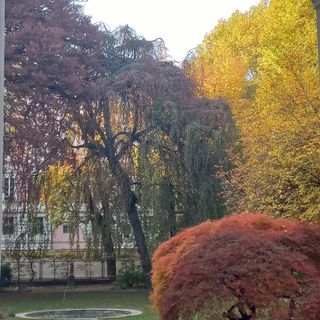 Chiusura temporanea per il giardino di palazzo Cisterna: il grande faggio è malato e va abbattuto