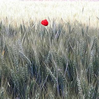 L'orgoglio partigiano più forte del &quot;lockdown&quot;: &quot;Il 25 aprile un fiore sulle lapidi vicino a casa nostra&quot;