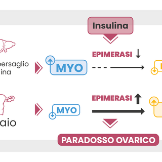 Myo-Inositolo e D-Chiro-inositolo 40:1, assunzione e benefici a partire dall’ambito ginecologico