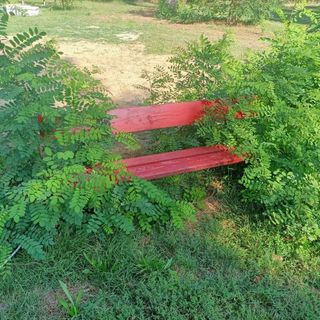 erba alta parco del boschetto