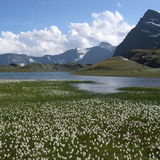 I pascoli del Gran Paradiso visti dallo spazio