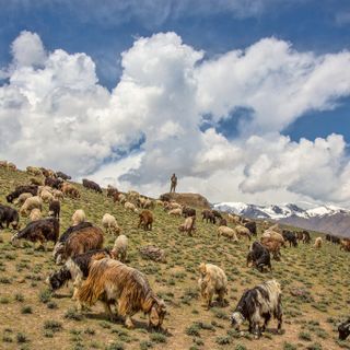 Ai giovani torna la voglia di andare in montagna a fare il pastore