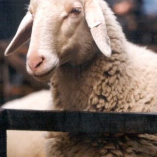 Agricoltore di Chieri denunciato per maltrattamento di animali: trasportava sei pecore in auto