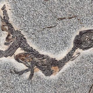 Nemmeno la Reggia di Venaria resiste alla tentazione del Pesce d'Aprile: e tra gli scavi spunta un dinosauro