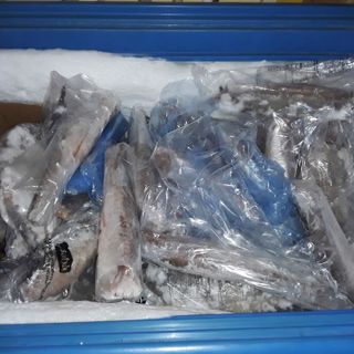 Barriera di Milano, sequestrati 100 chili di surgelati mal conservati