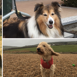 Passeggiate con i cani in aiuto dei malati di tumore al polmone: a Torino al via il progetto di pet therapy