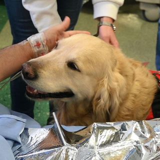 La pet therapy prende casa all'Engim di Nichelino (foto d'archivio)