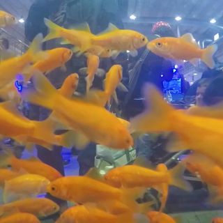 Fiere e manifestazioni: gli organizzatori degli eventi “pet” verso la prima associazione italiana del settore