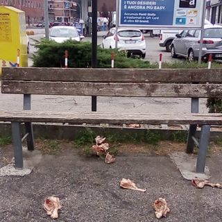 carne abbandonata moncalieri