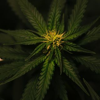 Cannabis ad uso medico, la Regione estende la distribuzione a tutte le farmacie