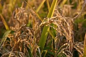 Riso amaro: Coldiretti denuncia gli aumenti sproporzionati del prezzo dal campo alla tavola