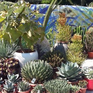 Manovra, l'appello di Coldiretti: "Confermate il bonus verde"