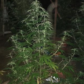 Producono marijuana a km zero nel giardino di casa: arrestata coppia di conviventi