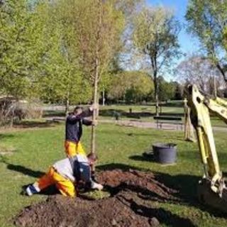 Festa dell’Albero 2019: piantumazioni contro l’emergenza climatica