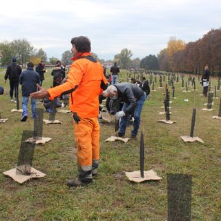 piantumazione alberi in barriera di milano
