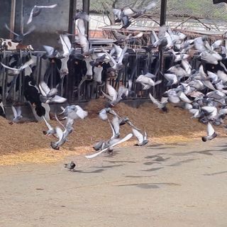 Emergenza piccioni, 5 milioni di danni all'agricoltura ogni anno