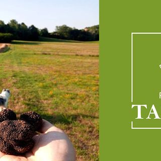 Nasce Piemonte tartufi, il portale per gli amanti del tartufo 2.0